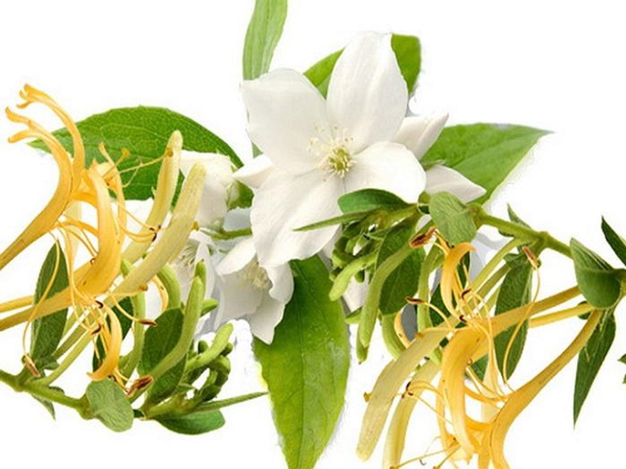 Honeysuckle & Jasmine (Bar Soap)