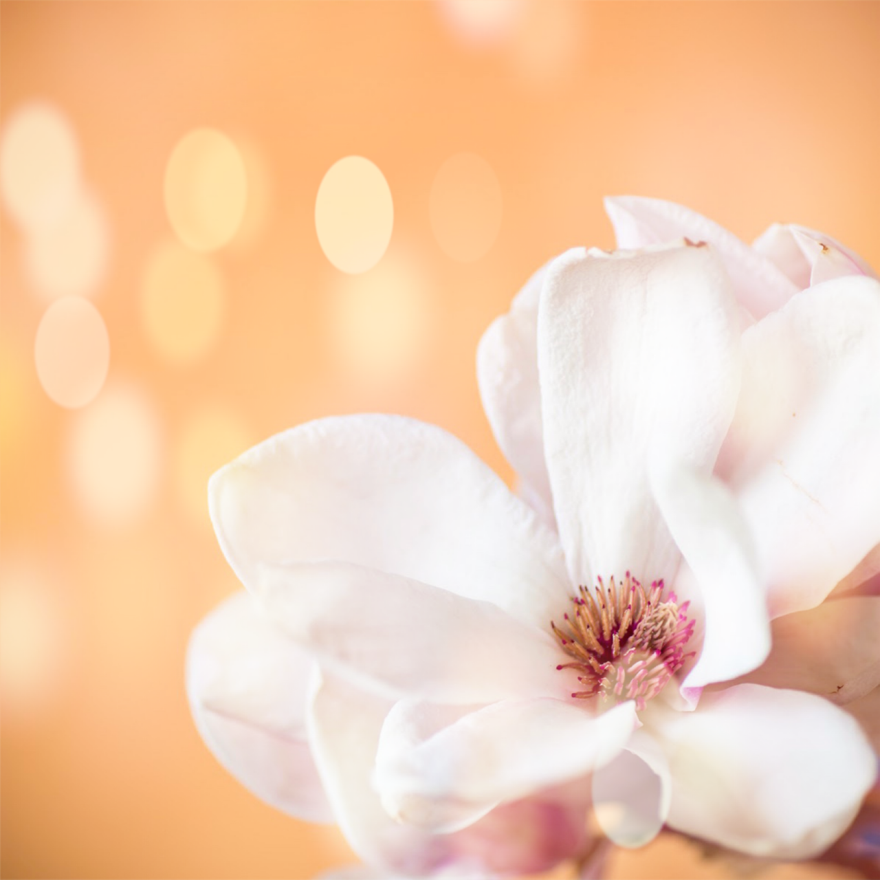 White Peach & Magnolia (Bar Soap)