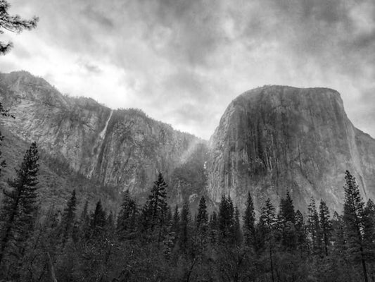 Black Woods (Oatmeal Bar Soap)