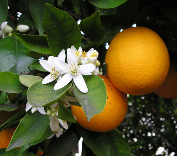 柑橘花